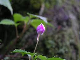 Image result for Impatiens purpureoviolacea