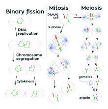 Whenever students face academic hardships, they tend to run to online essay help companies. Cell Growth Wikipedia