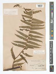 Image result for Cyathea mildbraedii