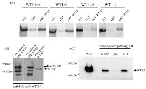 Just a test of trying to test different angles with the webcam, next one will be closer to my mouse since people think i hold down the. Https Academic Oup Com Hmg Article Pdf 9 15 2231 9818869 092231 Pdf