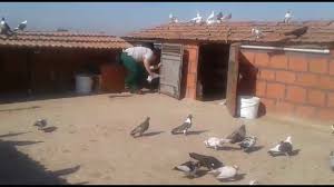 Guvercin Yakalama Turgutlu Vol 4 Youtube