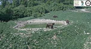 Dacă continui să folosești acest sit web, ești de acord cu utilizarea lor. Webcam Sanctuarul De Ursi Zarnesti Webcam Live Webcamromania Ro