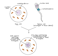 Further manipulations of isolated mitochondria give the possibility for better investigations of some enzymatic pathways related to the mitochondrial function. Mitochondrial Inheritance And Chloroplast Dna Article Khan Academy