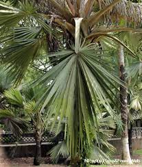 Image result for Latania loddigesii