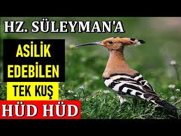 Eslerine Bagli Olan Ibibik Kusu Hudhud Youtube