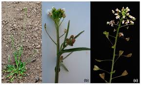 Image result for Capsella