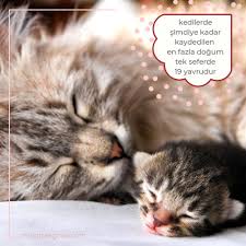 Kediler Genelde 1 Ila 9 Arasi Yavru Dogurur Simdiye Kadar Kaydedilmis En Fazla Dogum Tek Seferde 19 Yavrudur Kedi Cat Kittens Animallov Kedi Cats Iman