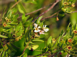 Image result for Pemphis