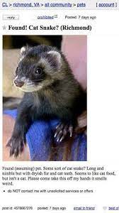 190 Crazy Ferret Lady Ideas Ferret Cute Ferrets Pet Ferret