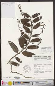 Image result for Diaphananthe bidens
