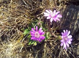 Image result for Senecio speciosus