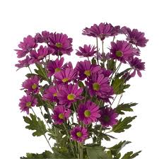 See more ideas about garden design, container gardening, garden containers. Purple Daisy Spray Mums Florabundance Wholesale Flowers
