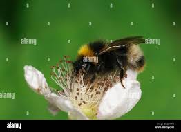 Image result for Bombus sylvestris