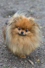 Pluis Kleine Hond Hondje Pinterest Pomeranians And Dog