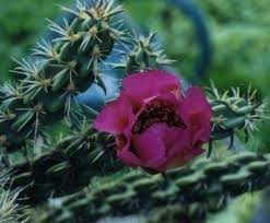 Image result for Opuntia imbricata