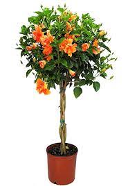 Hibiscus is a genus of flowering plants in the mallow family, malvaceae. Amazon Com Braided Live Hibiscus Tree Double Peach Flower 3 Gallon Pot Tropical Plants Of Florida Overall Height 44 To 48 Plant Only Garden Outdoor