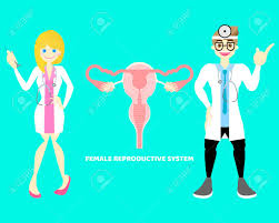 Illustration of woman\'s internal organs. Male And Female Doctor With Female Reproductive System Internal Royalty Free Cliparts Vectors And Stock Illustration Image 115301527