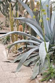 Botanical Garden In Hannover Germany Happy Interior Blog Urban Garden Indoor Cactus Garden Cacti And Succulents