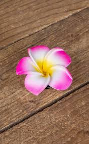 See full list on gardeningknowhow.com Hair Clip Plumeria Flower Pink Rockabilly Rules