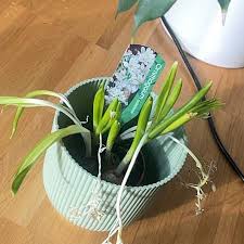 Image result for Ornithogalum
