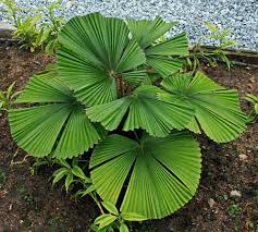 Image result for Licuala