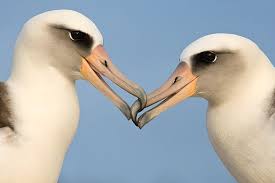 Midway Island Today Midway Atoll March 2009 With Images Midway Atoll