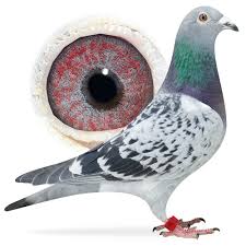 Harold Zwiers Archives Pigeoncom Racing Pigeons Pet Birds Homing Pigeons