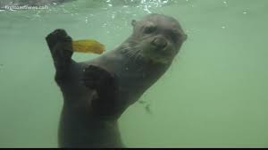 Is the jacksonville zoo open on thanksgiving. Jacksonville Zoo Recovering From Covid 19 Financial Struggle Firstcoastnews Com