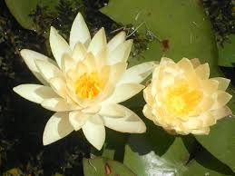 Image result for Nymphaea sulphurea