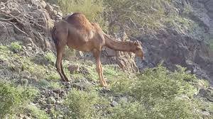 جمال عبد الحميد عقب اكتساح شباب الزمالك للأهلى. Ø§Ù„Ø§Ø¨Ù„ Ø§Ù„Ø­Ù…Ø± Ø§Ù„Ø¹ÙˆØ§Ø¯ÙŠ Youtube