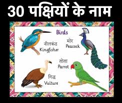 In this video we will learn about name of birds in hindi as well as in english. Birds Name In Hindi And English With Pictures à¤ªà¤• à¤· à¤¯ à¤• à¤¨ à¤®