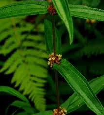 Image result for Pouzolzia parasitica