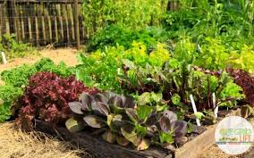 Jun 25, 2019 · the first step is to measure your garden, so you can draw a rough map of it (hopefully, you'll already have done this as part of starting a vegetable garden the easy way and you can pull it from your free garden notebook journal). 7 Free Garden Planners For Beginner Gardeners An Off Grid Life