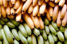 It takes between 3 and 6 months for the banana tree fruit to mature. Is A Banana A Fruit Or A Berry Grass Or Tree Nature 2021