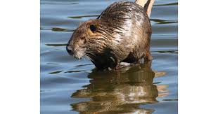 Image result for Lintonia nutans