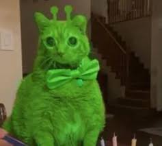 Alien Cat Saying Pfp | TikTok