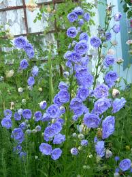 Love The Colour Of Sky And The Tender Fullness Of The Blossoms Campanula Persicifolia La Belle Perennial Plants Spring Garden Flowers Early Spring Flowers