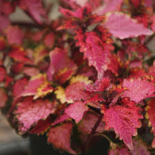 Image result for Coleus foliatus