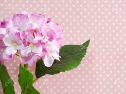 There are, however, some points to consider. Beautiful Pink Hydrangea Of Artificial Flowers Bouquet Stock Photo Picture And Royalty Free Image Image 51534164