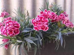 Please enter your name here. Flowers Name In English Pictures Videos Charts Ira Parenting