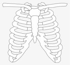 Large collections of hd transparent rib png images for free download. Ribs Png Images Transparent Ribs Image Download Pngitem