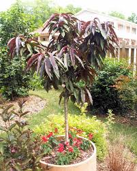 We did not find results for: Plantfiles Pictures Dwarf Peach Bonfire Prunus Persica By Diggo1