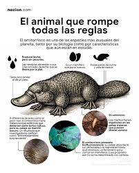  Un animal que parece salido de la imaginación… y aún así sigue  sorprendiendo. El ornitorrinco revela una nueva característica que tiene  intrigados a los científicos  ¿De qué se trata esta