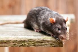 Black Rat Cafe If You Re Looking For A Unique Experience While Visiting San Francisco Then You Might Want To Check Mice Control Termite Control Pest Control