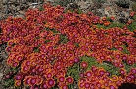 Image result for Delosperma mahonii