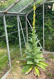 Image result for Pimpinella buchananii