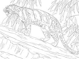 Clouded Leopard Standing On Tree Coloring Page Coloring Pages Tree Coloring Page Leopard Drawing