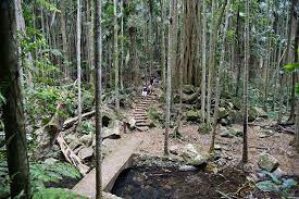 Curtis Falls Mt Tamborine Australian Road Trip Mt Tamborine Brisbane Attractions