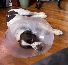 Aggression is one of the most common behavioral issues in dogs and it can be dangerous for people and other animals. Pretty Paws Grooming S Entire Statement In Response To Dog Injury Allegation Wccb Charlotte S Cw