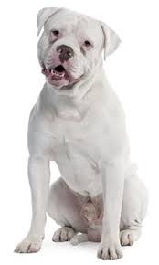 Olde English Bulldogge Dog Breed Information Continental